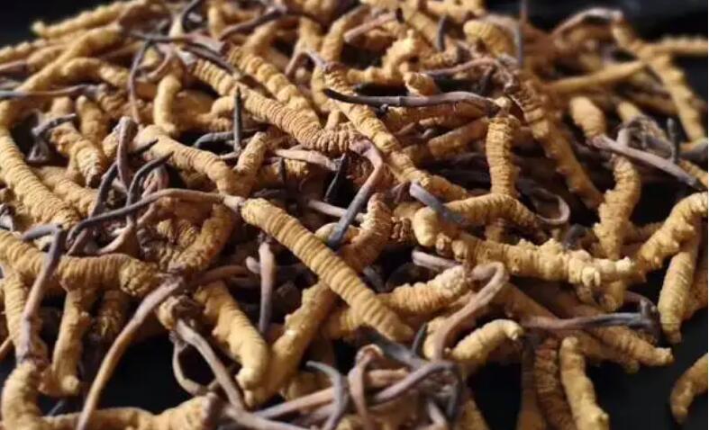 新鮮冬蟲夏草怎么保存，鮮草怎么吃？