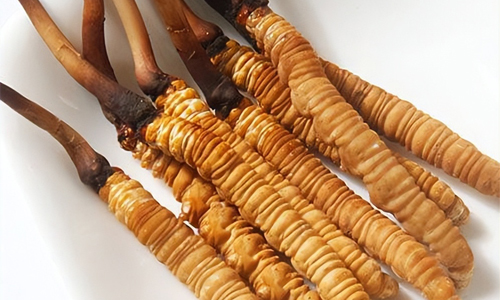 冬蟲夏草的吃法，冬蟲夏草的家常做法