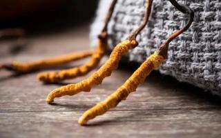 冬蟲夏草的真實(shí)作用，冬蟲夏草主要有什么成分