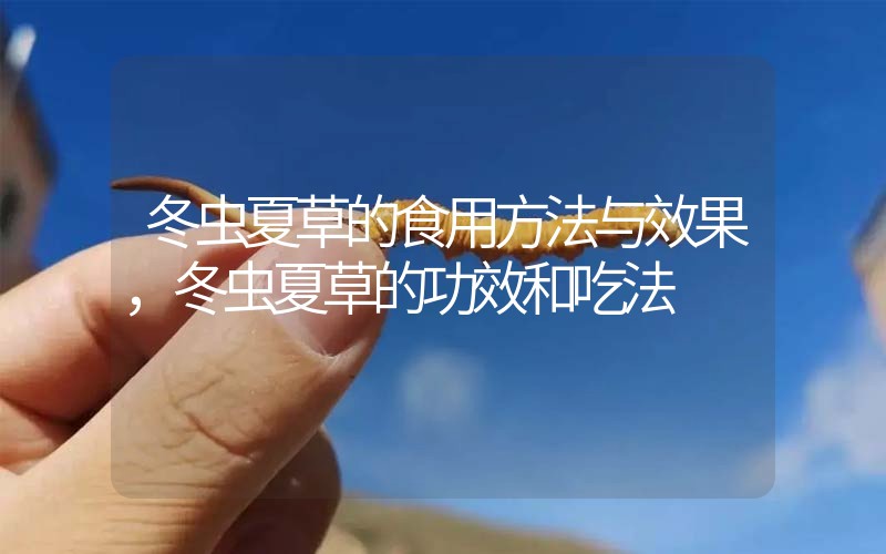 冬蟲夏草的食用方法與效果，冬蟲夏草的食用方法！
