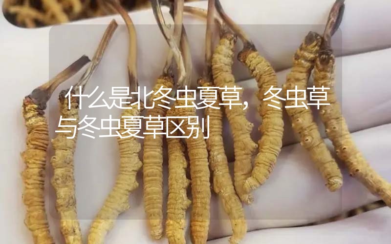 什么是北冬蟲夏草，北冬蟲草與冬蟲夏草區(qū)別