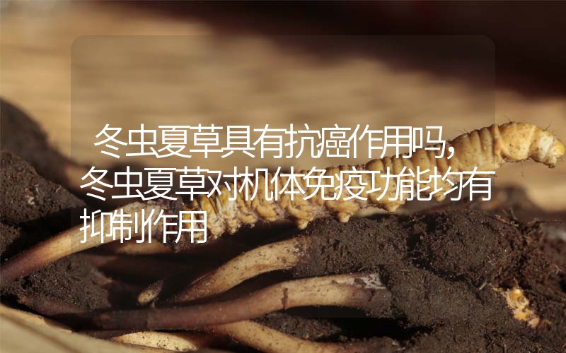 冬蟲夏草具有抗癌作用嗎，冬蟲夏草對機體免疫功能均有抑制作用