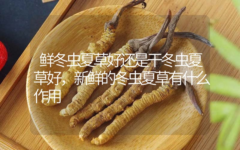 鮮冬蟲(chóng)夏草好還是干冬蟲(chóng)夏草好，新鮮的冬蟲(chóng)夏草有什么作用