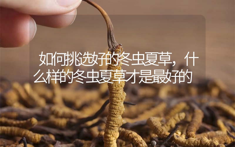 如何挑選好的冬蟲(chóng)夏草? 什么樣的冬蟲(chóng)夏草才是最好的