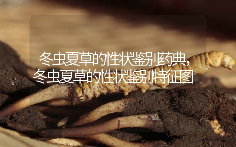 冬蟲夏草的性狀鑒別藥典，冬蟲夏草的性狀鑒別特征圖