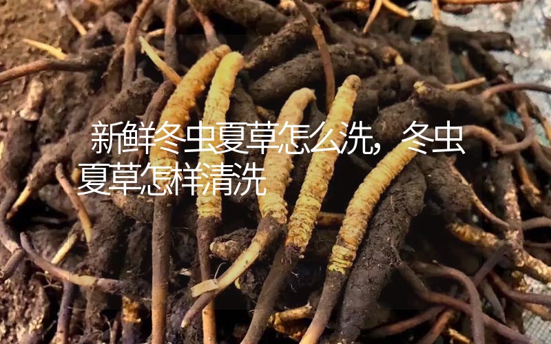 新鮮冬蟲夏草怎么洗，冬蟲夏草怎樣清洗