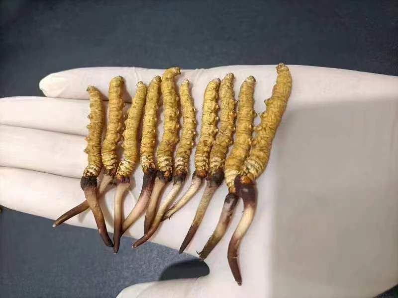 食用野生冬蟲(chóng)夏草有哪些方面的禁忌呢