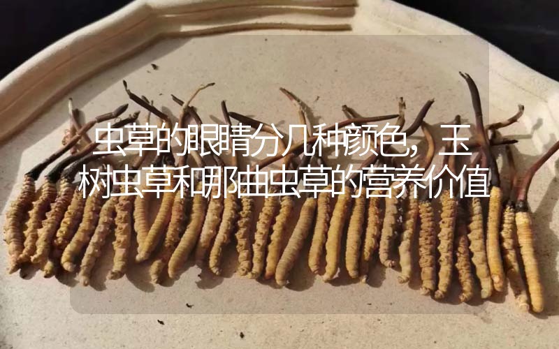蟲草的眼睛分幾種顏色，玉樹蟲草和那曲蟲草的營養(yǎng)價值