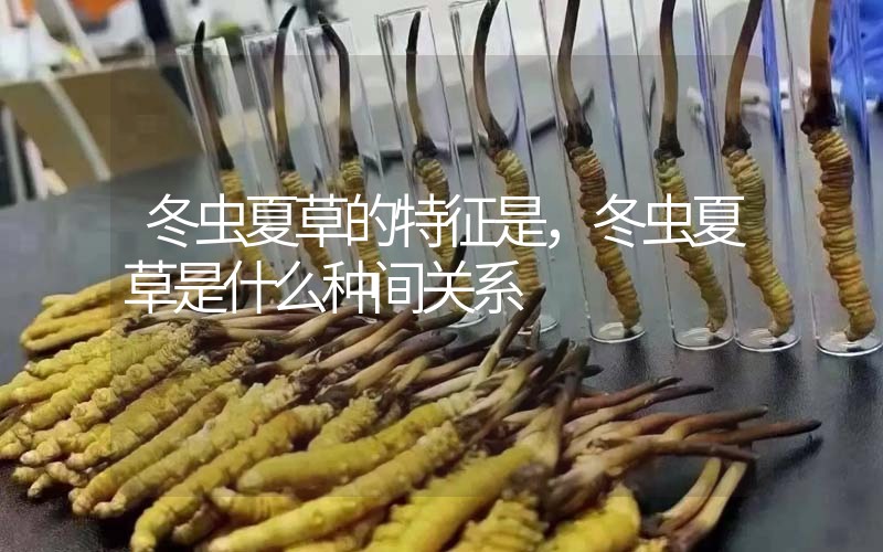 冬蟲夏草的特征是，冬蟲夏草是什么種間關(guān)系