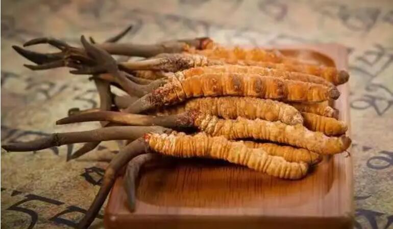 鮮蟲草和干蟲草，應(yīng)該怎么選擇？