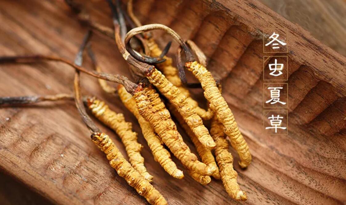冬蟲夏草有什么藥用價值？冬蟲夏草作用與效果