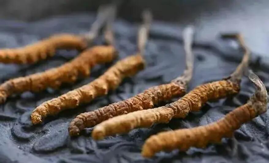 頭期冬蟲(chóng)夏草、中期蟲(chóng)草和末期蟲(chóng)草，應(yīng)該如何選擇？