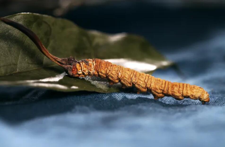 冬蟲夏草的由來，冬蟲夏草是怎么形成的？