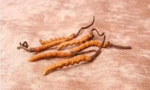 玉樹冬蟲夏草一斤多少錢？玉樹蟲草價格