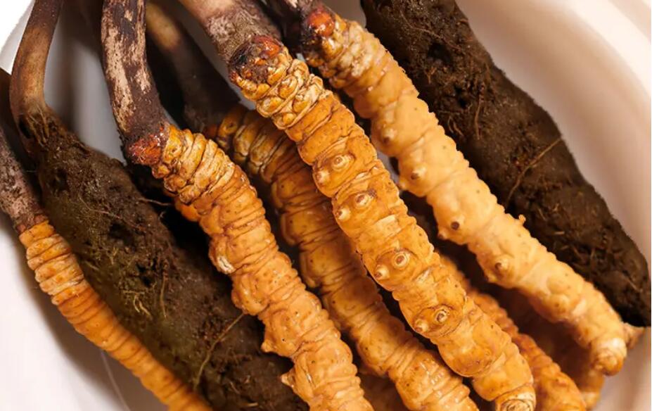 新鮮冬蟲(chóng)夏草種植方法