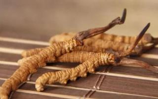 新鮮冬蟲(chóng)夏草哪里有賣(mài)？哪里可以買(mǎi)到新鮮的冬蟲(chóng)夏草？