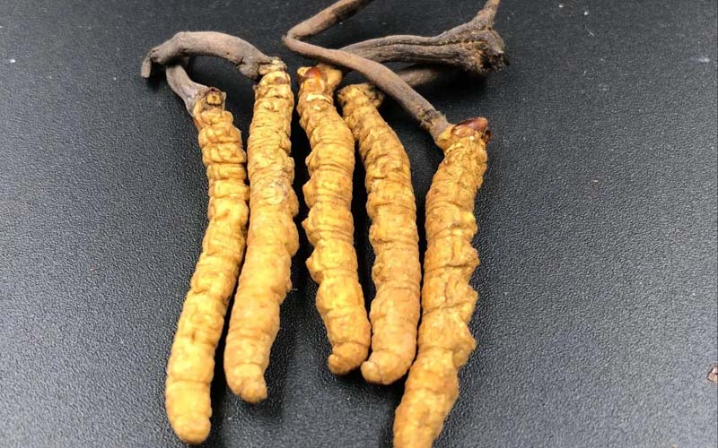 影響冬蟲夏草的價格因素有哪些？