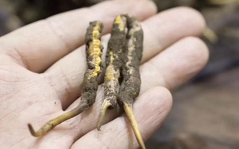 西藏那曲冬蟲夏草批發(fā)價格?那曲蟲草批發(fā)價多少錢一斤？