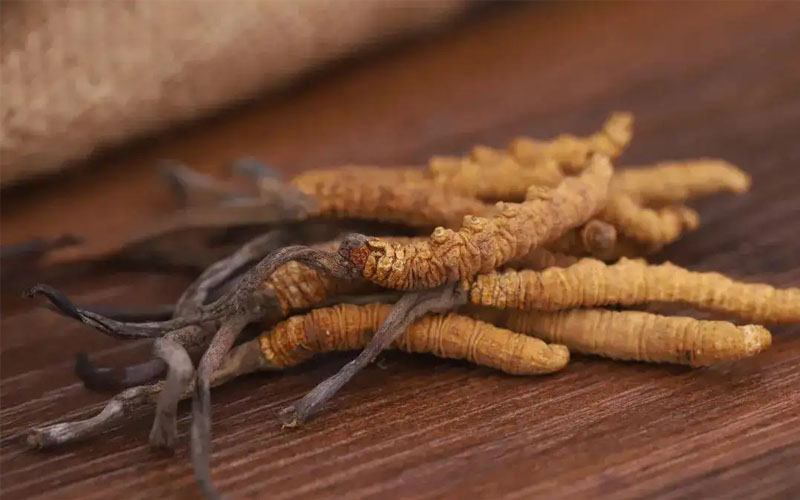 冬蟲夏草怎樣吃效果好？冬蟲夏草的食用方法！