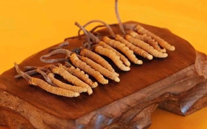 冬蟲夏草需要每天吃嗎?冬蟲夏草一天吃多少？