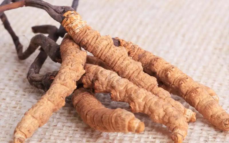 感冒能吃冬蟲夏草嗎?(感冒了怎么服用蟲草？)