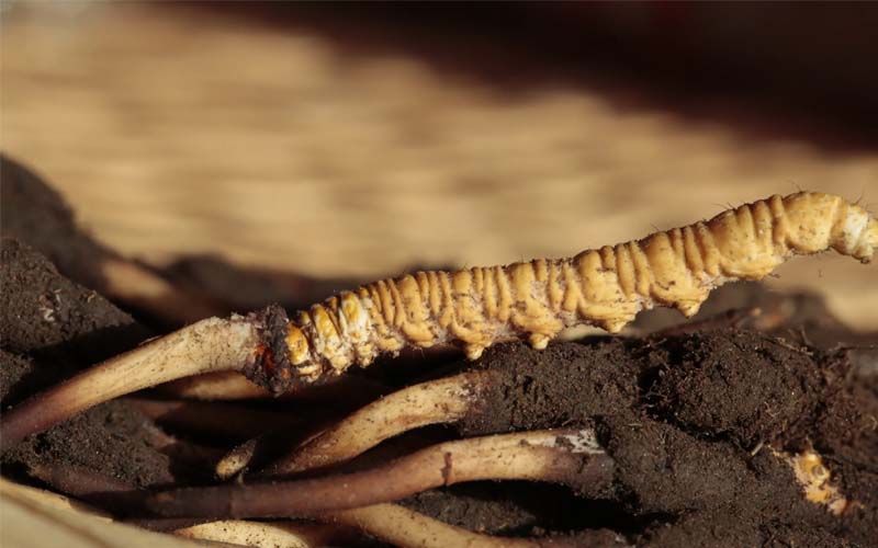 批發(fā)冬蟲夏草價(jià)格一克多少錢?