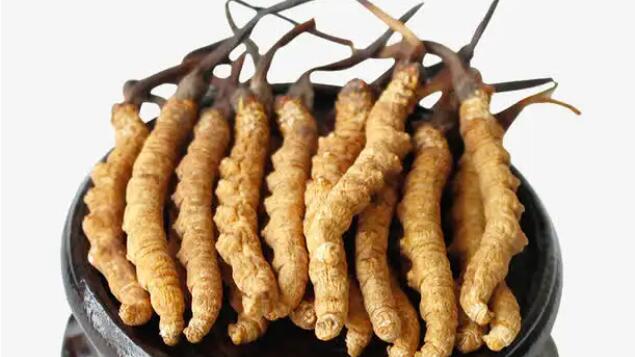 四川冬蟲夏草產地分布在哪？