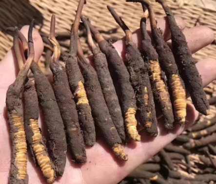 <a href=http://www.cyts-zx.com/xinxian/ target=_blank class=infotextkey>新<a href=http://www.cyts-zx.com/xinxian/ target=_blank class=infotextkey>鮮冬蟲夏草</a></a>