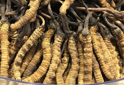 吃冬蟲夏草會(huì)出現(xiàn)過敏情況嗎？冬蟲夏草適合什么人吃？