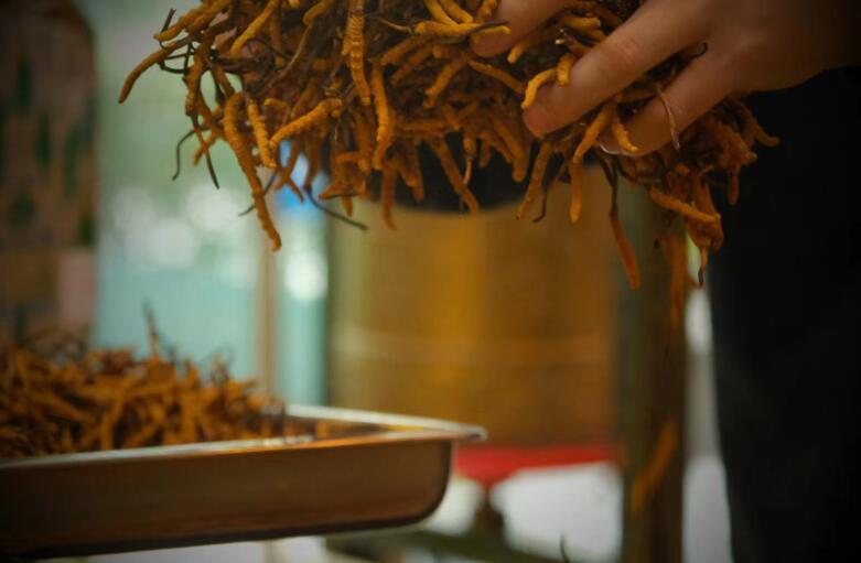 冬蟲(chóng)夏草有什么作用?和大小、斷草有關(guān)系嗎?