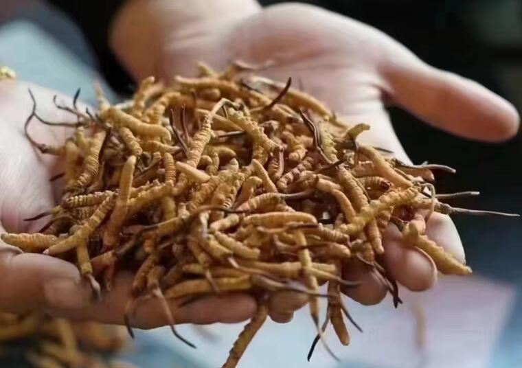 新鮮冬蟲夏草怎么洗最好？新鮮冬蟲夏草怎么清洗？