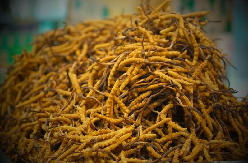 冬蟲夏草的產(chǎn)量為何一年不如一年呢？