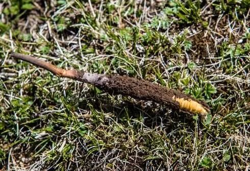 冬蟲(chóng)夏草