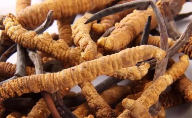 <a href=http://www.cyts-zx.com/chifa/ target=_blank class=infotextkey>冬蟲夏草的吃法</a>