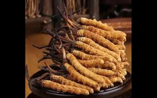 冬蟲夏草的顏色對(duì)其營(yíng)養(yǎng)有影響嗎？