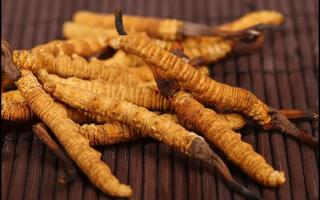 購(gòu)買冬蟲(chóng)夏草的兩大注意事項(xiàng)？