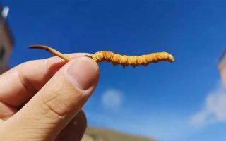 冬蟲夏草出土后怎么加工？