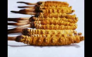 網(wǎng)購(gòu)冬蟲(chóng)夏草可靠嗎？