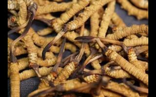 對(duì)冬蟲夏草認(rèn)識(shí)與食用上的誤區(qū)？