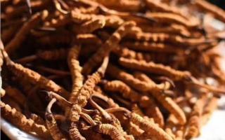 購買大量的冬蟲夏草時(shí)應(yīng)該怎么保存？