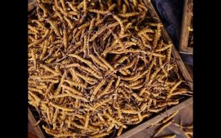 了解一下：冬蟲夏草的產(chǎn)地和采摘方式！