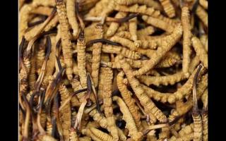 冬蟲(chóng)夏草的大小顏色和蟲(chóng)草品質(zhì)的關(guān)系！