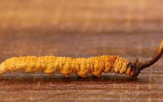 玉樹冬蟲夏草的保存方法是什么？