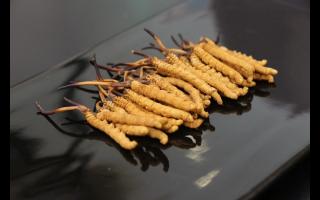 怎樣制作冬蟲夏草純粉？