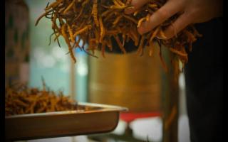 冬蟲夏草的產(chǎn)地規(guī)格不同，對價格有何影響？