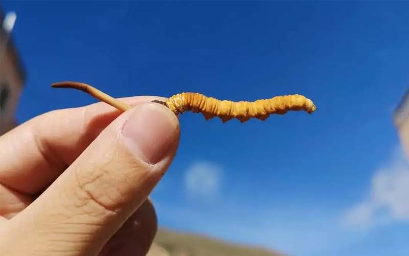 如何妥善保存新鮮的冬蟲夏草和干燥蟲草？