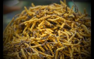 常見(jiàn)的幾種不合格冬蟲(chóng)夏草，要學(xué)會(huì)分辨！