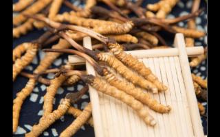 這幾個因素決定著冬蟲夏草的好壞！