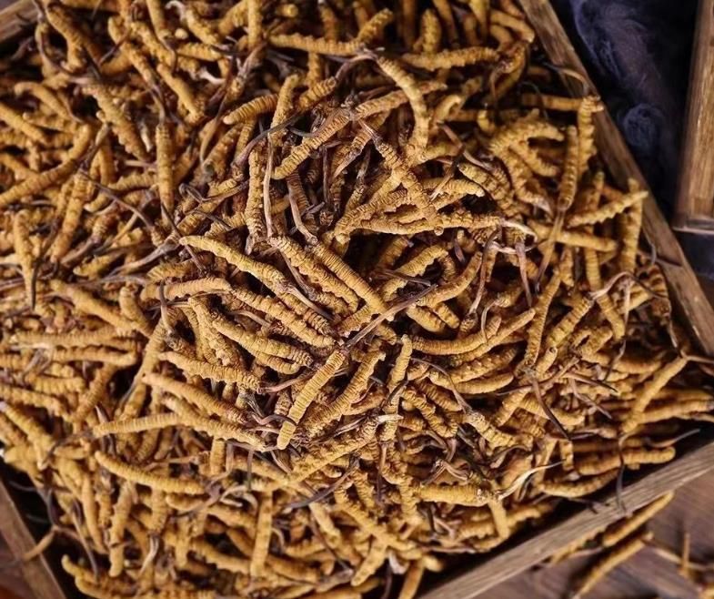 冬蟲夏草和白蟲草有什么區(qū)別？