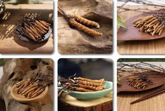 冬蟲夏草和白蟲草有什么區(qū)別？